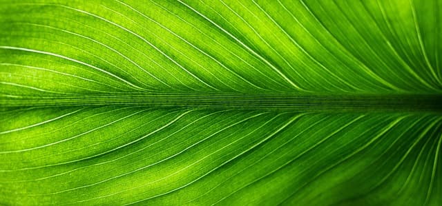 Prévoir vos Obsèques : Les Avantages d'une Planification Personnalisée